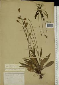 Plantago lanceolata L., Eastern Europe, Central forest-and-steppe region (E6) (Russia)