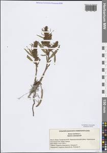 Rumex maritimus L., Eastern Europe, Middle Volga region (E8) (Russia)