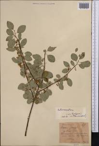 Cotoneaster, Middle Asia, Western Tian Shan & Karatau (M3) (Kyrgyzstan)
