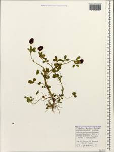 Trifolium badium subsp. rytidosemium (Boiss. & Hohen.) M.Hossain, Caucasus, Stavropol Krai, Karachay-Cherkessia & Kabardino-Balkaria (K1b) (Russia)