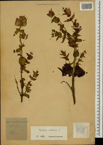 Salvia sclarea L., Caucasus, Georgia (K4) (Georgia)