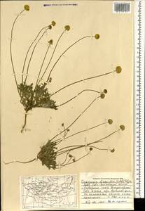 Cancrinia discoidea (Ledeb.) Poljakov ex Tzvelev, Mongolia (MONG) (Mongolia)