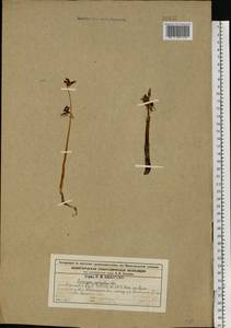 Epipogium aphyllum Sw., Eastern Europe, Central forest region (E5) (Russia)