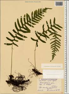 Polypodium interjectum Shivas, Caucasus, North Ossetia, Ingushetia & Chechnya (K1c) (Russia)