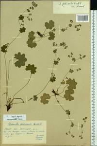 Alchemilla glabricaulis H. Lindb., Eastern Europe, Moscow region (E4a) (Russia)