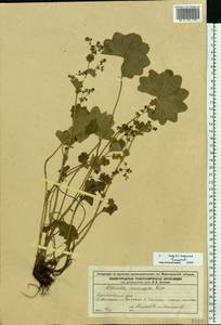 Alchemilla vulgaris L., Eastern Europe, Middle Volga region (E8) (Russia)