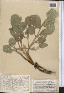 Ladyginia bucharica Lipsky, Middle Asia, Pamir & Pamiro-Alai (M2) (Uzbekistan)