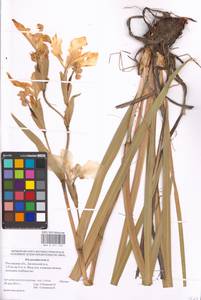 Iris pseudacorus L., Eastern Europe, Rostov Oblast (E12a) (Russia)