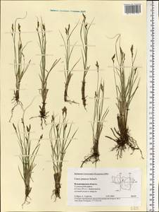 Carex praecox Schreb., Eastern Europe, Central region (E4) (Russia)