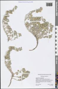 Medicago marina L., South Asia, South Asia (Asia outside ex-Soviet states and Mongolia) (ASIA) (Turkey)