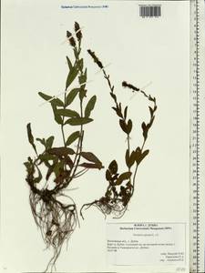 Veronica spicata L., Eastern Europe, Moscow region (E4a) (Russia)