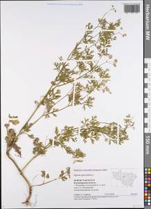 Apium graveolens L., Eastern Europe, Central region (E4) (Russia)