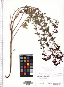 Origanum vulgare L., Eastern Europe, Middle Volga region (E8) (Russia)