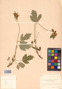 Geum rivale L., Eastern Europe, Central forest-and-steppe region (E6) (Russia)