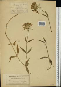 Dianthus barbatus L., Eastern Europe, Moscow region (E4a) (Russia)