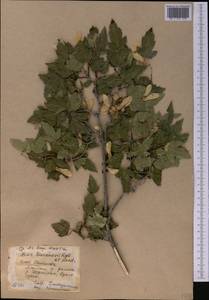 Acer tataricum subsp. semenovii (Regel & Herder) A. E. Murray, Middle Asia, Pamir & Pamiro-Alai (M2) (Kyrgyzstan)