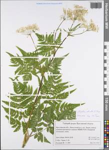 Myrrhis odorata (L.) Scop., Eastern Europe, Central forest region (E5) (Russia)