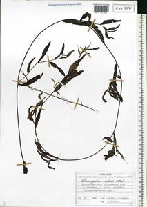 Potamogeton × nitens Weber, Eastern Europe, Northern region (E1) (Russia)