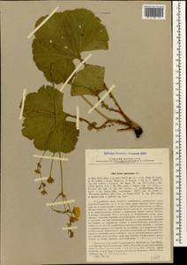 Geum speciosum Albov, Caucasus, Abkhazia (K4a) (Abkhazia)