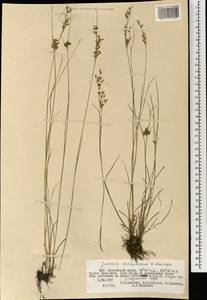 Juncus orchonicus Novikov, Mongolia (MONG) (Mongolia)