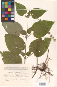 MHA 0 156 078, Stachys sylvatica L., Eastern Europe, Central forest-and-steppe region (E6) (Russia)
