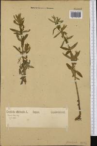 Gratiola officinalis L., Western Europe (EUR) (Germany)