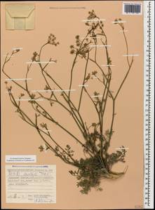 Seseli pallasii Besser, Caucasus, Stavropol Krai, Karachay-Cherkessia & Kabardino-Balkaria (K1b) (Russia)
