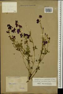 Delphinium ajacis L., Caucasus, Georgia (K4) (Georgia)