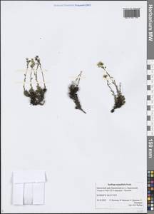 Saxifraga serpyllifolia Pursh, Siberia, Chukotka & Kamchatka (S7) (Russia)