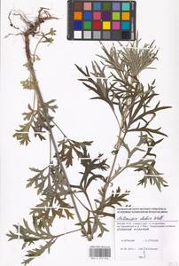 Artemisia umbrosa Turcz. ex DC., Eastern Europe, Moscow region (E4a) (Russia)