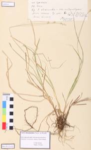 Carex eleusinoides Turcz. ex Kunth, Siberia, Central Siberia (S3) (Russia)