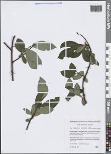 Salix taraikensis Kimura, Siberia, Yakutia (S5) (Russia)