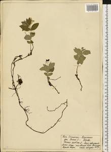 Cornus suecica L., Eastern Europe, Northern region (E1) (Russia)