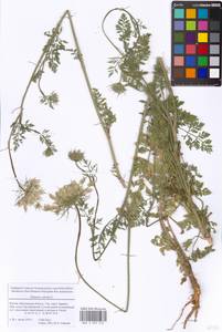 Daucus carota L., Eastern Europe, Moscow region (E4a) (Russia)