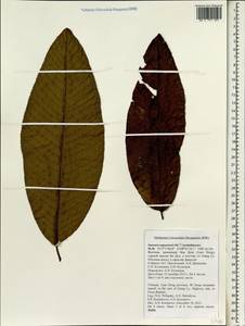 Saurauia napaulensis DC., South Asia, South Asia (Asia outside ex-Soviet states and Mongolia) (ASIA) (Vietnam)