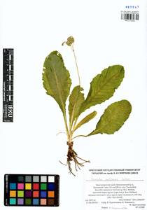 Primula elatior subsp. pallasii (Lehm.) W. W. Sm. & Forrest, Siberia, Altai & Sayany Mountains (S2) (Russia)