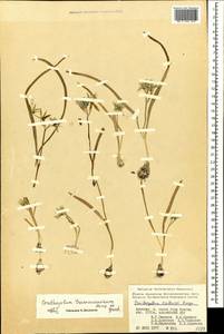 Ornithogalum transcaucasicum Miscz. ex Grossh., Caucasus, Armenia (K5) (Armenia)
