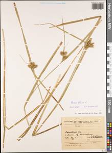 Carex flava L., Eastern Europe, North Ukrainian region (E11) (Ukraine)