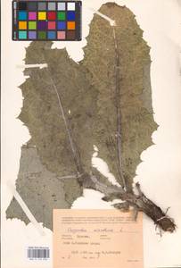 Onopordum acanthium L., Eastern Europe, Central forest-and-steppe region (E6) (Russia)