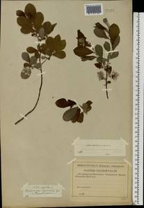 Salix aurita × cinerea, Eastern Europe, Western region (E3) (Russia)