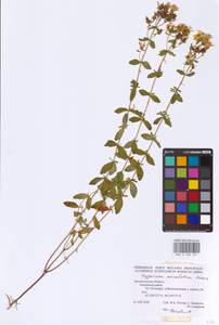 Hypericum maculatum Crantz, Eastern Europe, Northern region (E1) (Russia)