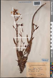 Hypericum ascyron L., Siberia, Russian Far East (S6) (Russia)