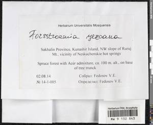 Forsstroemia yezoana (Besch.) S. Olsson, Enroth & D. Quandt, Bryophytes, Bryophytes - Russian Far East (excl. Chukotka & Kamchatka) (B20) (Russia)