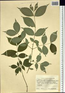 Euonymus verrucosus Scop., Siberia, Russian Far East (S6) (Russia)