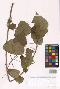 Populus × canadensis Moench, Siberia, Russian Far East (S6) (Russia)