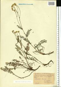 Tanacetum millefolium (L.) Tzvelev, Eastern Europe, North Ukrainian region (E11) (Ukraine)