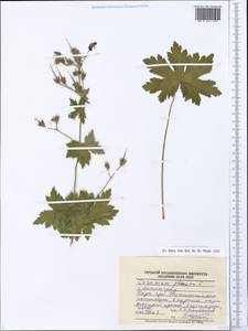 Geranium phaeum L., Eastern Europe, North-Western region (E2) (Russia)