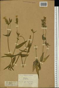 Silene latifolia subsp. alba (Mill.) Greuter & Burdet, Eastern Europe, Belarus (E3a) (Belarus)