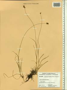 Carex lachenalii subsp. lachenalii, Siberia, Central Siberia (S3) (Russia)