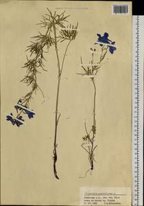 Delphinium grandiflorum L., Siberia, Altai & Sayany Mountains (S2) (Russia)